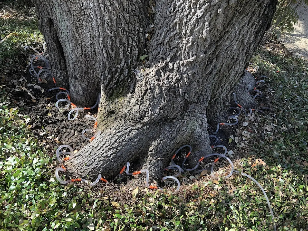 Detailed Tree Cabling and Bracing job site in Madbury