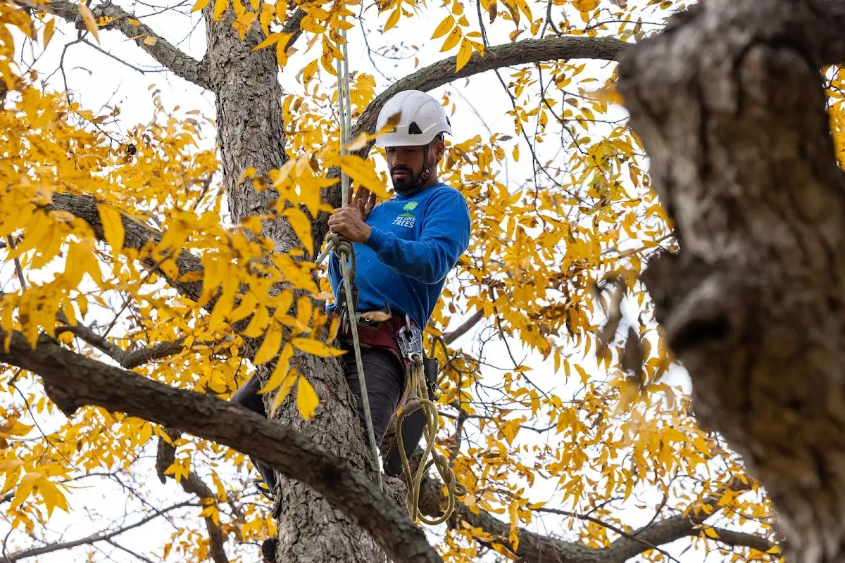Skilled Tree Planing crew working in Madbury